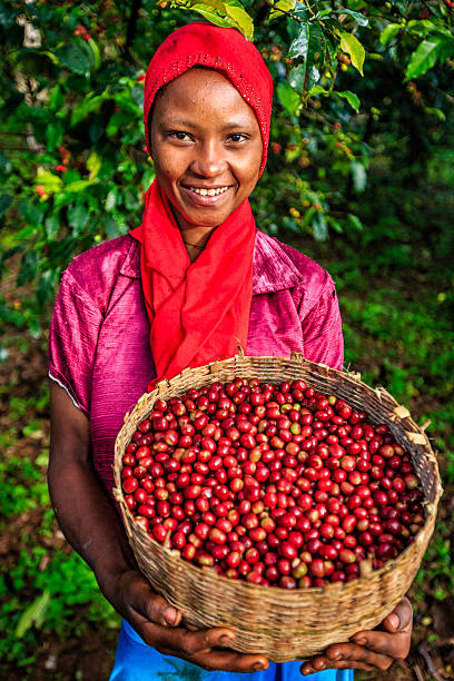 afrykańska kobieta trzymająca kosz pełen wiśni kawowych, afryka wschodnia - ethiopian coffee zdjęcia i obrazy z banku zdjęć