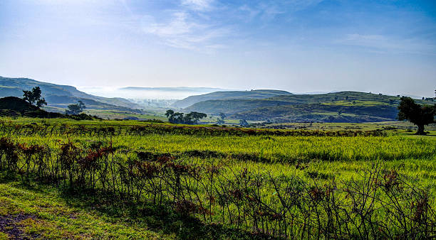 istock Agriculture landscape with fields of teff in Ethiopia 622182066