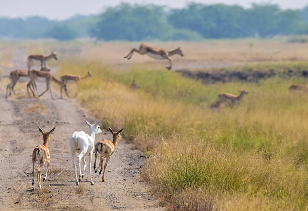Running Wild Group of young black buck fawn running with a rare albino fawn. Also in the background black buck doe can be leaping across dirt road albino deer stock pictures, royalty-free photos & images