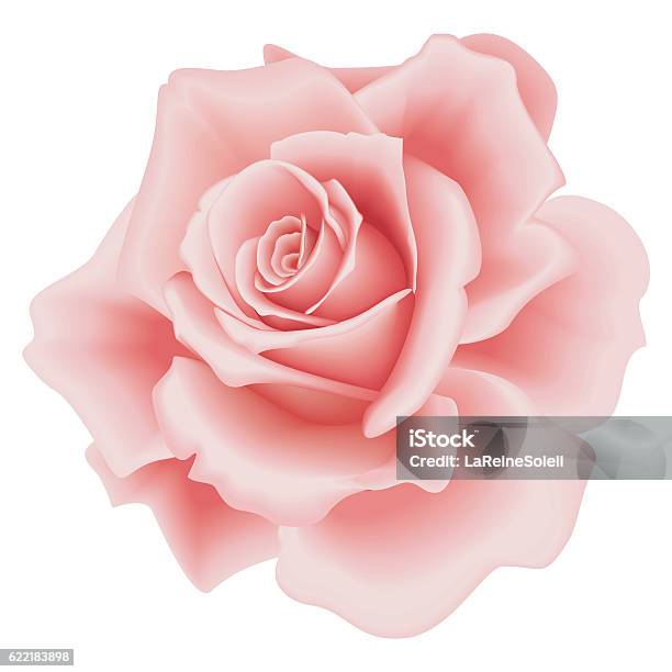 Isolated Pink Rose Stock Illustration - Download Image Now - Backgrounds, Celebration, Day