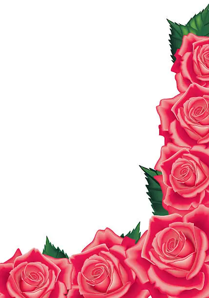 Vector illustration of Red Rose