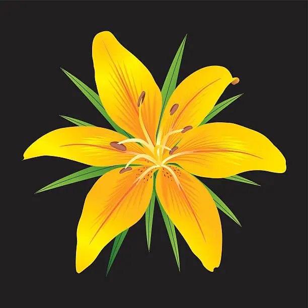 Vector illustration of Lilium