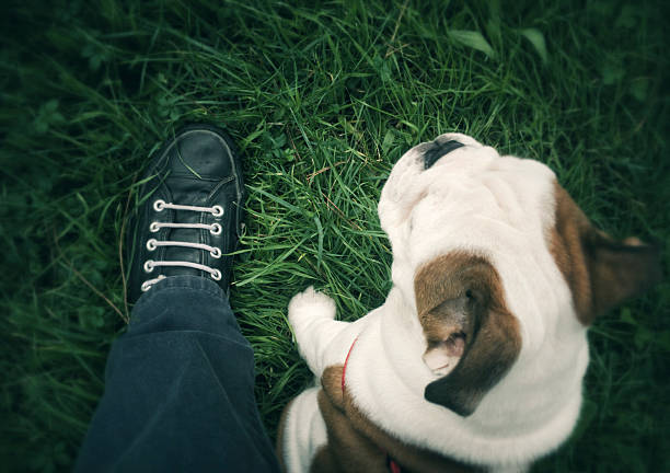 istock My dog sits by my leg on the grass 622184998
