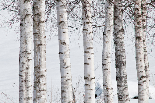 Winter white birch
