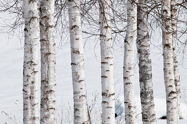 zimowa biała brzoza - silver birch tree zdjęcia i obrazy z banku zdjęć