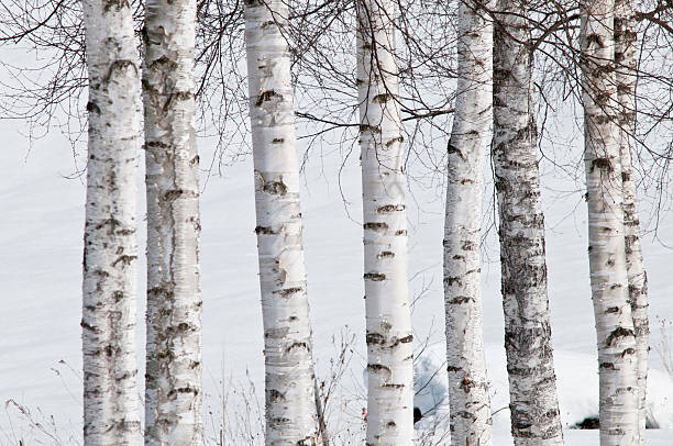 winter white birch - silver birch tree imagens e fotografias de stock