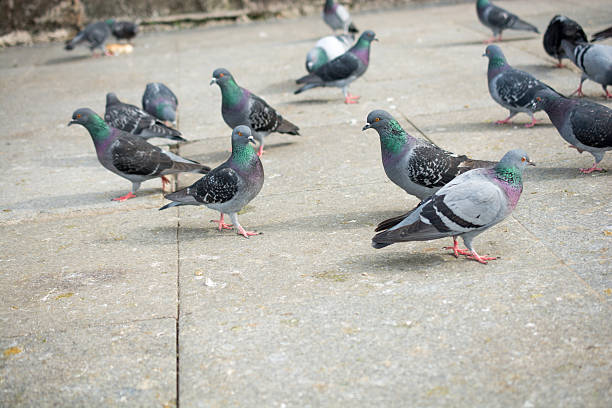 istock Pigeons in street 622188820