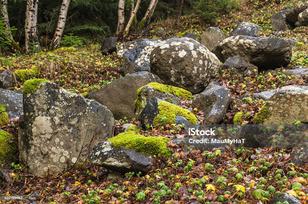 Covered With Moss Rocks And Tree Stock Photo - Download Image Now -  Backgrounds, Branch - Plant Part, Brown - iStock