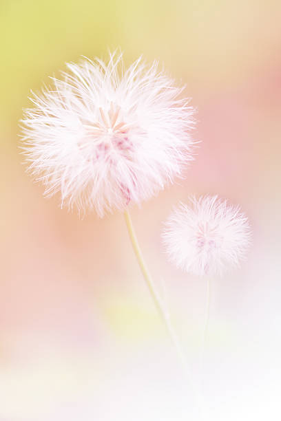 istock Dandelions Flower Soft Focus For Background 622191304