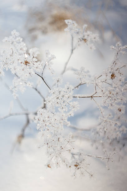 istock grass in hoarfrost and snow 622191576