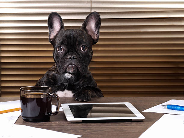 istock Dog at the table in the office 622191656