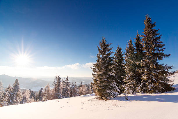 istock Winter trees in mountains covered with fresh snow 622192096