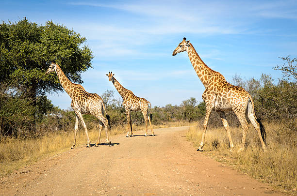 istock Giraffes, Kruger park. South africa 622192266