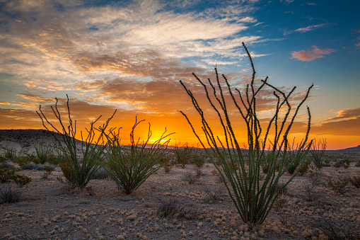 ocotillo plants against a beautiful sunrise with orange clouds and blue sky in west Texas