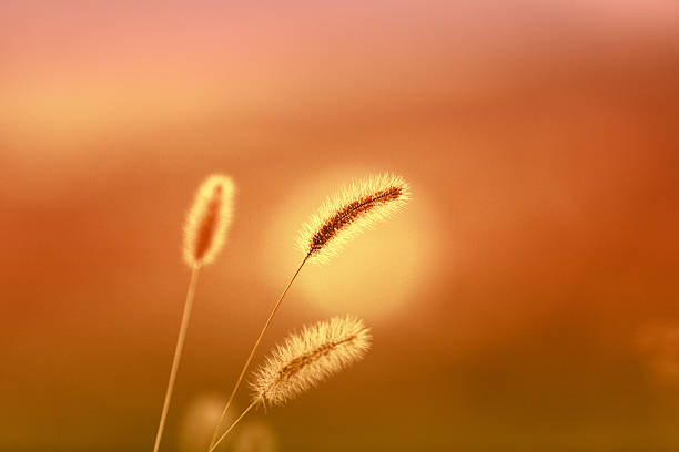 istock wild grasses in sunset glow 622193068