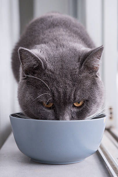 istock British Shorthair, shot indoors 622193660