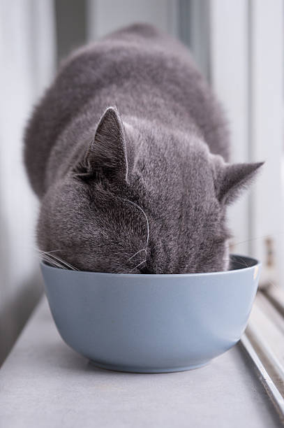 istock British Shorthair, shot indoors 622193800