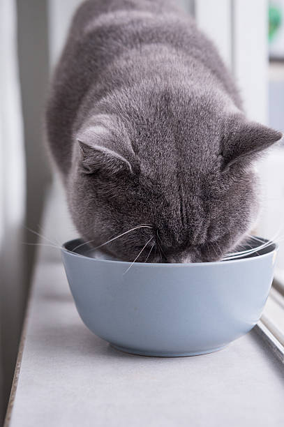 istock British Shorthair, shot indoors 622193924