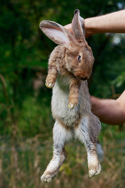 istock rabbit in hands of man 622194260