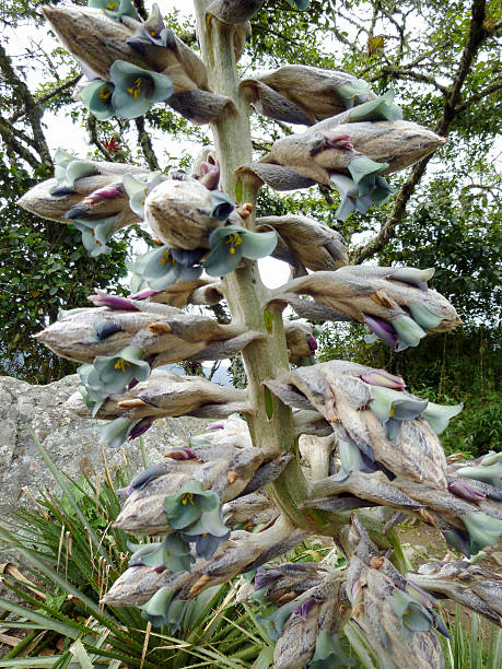 istock Exotic Andean plant called Puya with green flowers 622194308