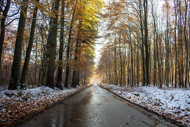istock wet Forest road with dark trees on  late winter day 622196720