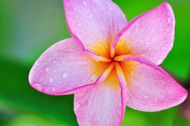 pink frangipani blossom close up (frangipani, pagoda tree or temple tre - frangipannis imagens e fotografias de stock