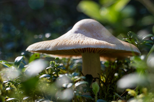 Cortinarius mushroom in the forest