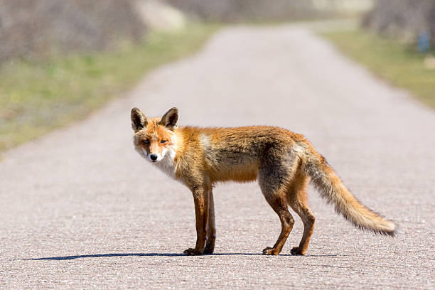 istock fox on the middle of the road 622199042