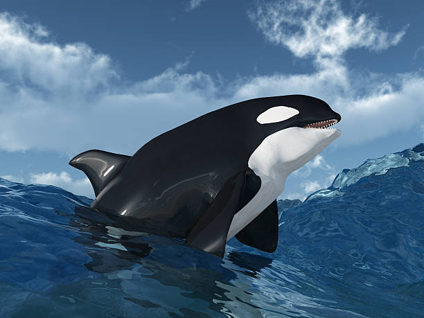 Killer Whale, orcinus orca, Female with Calf
