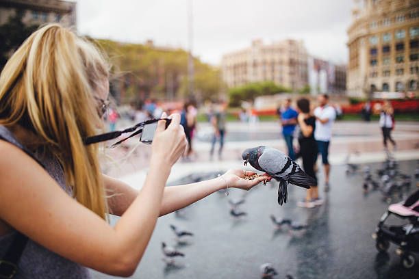istock Pigeon Feeding from a Persons Hand 622204386