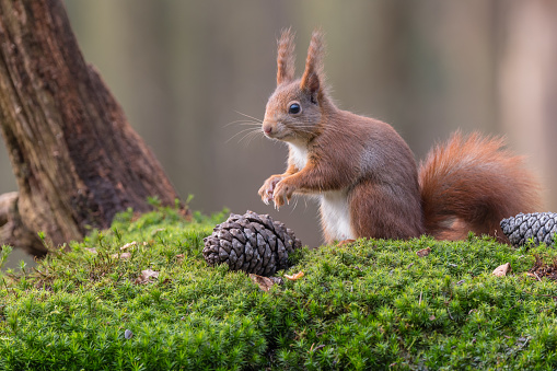 Eurasian red squirrelRed squirrel eating a nutEurasian red squirrelEurasian red squirrel