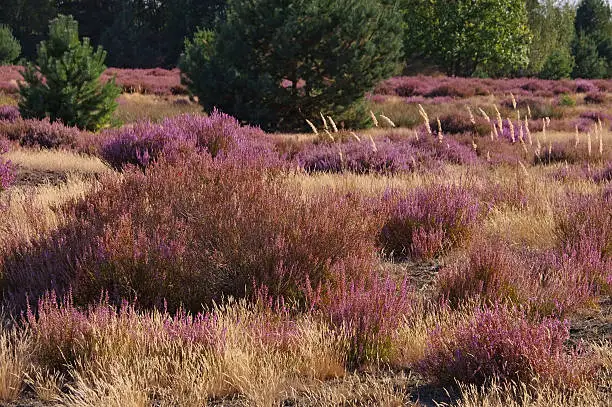 Heath landscape with flowering Heather, Calluna vulgaris