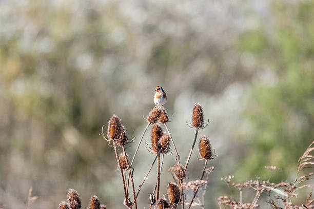 istock Goldfinch perched on teasel thistles 622206260