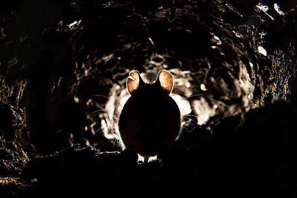 ratón de campo (apodemus sylvaticus) - rodent animal nature wildlife fotografías e imágenes de stock