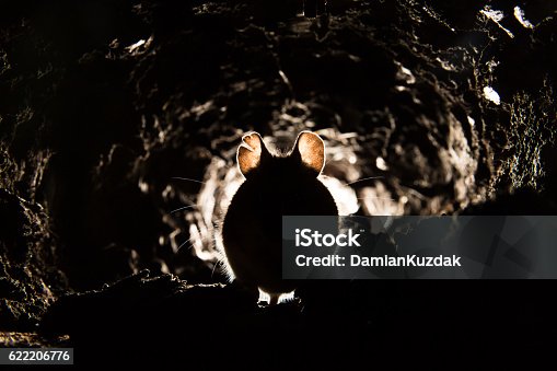 istock Wood Mouse (Apodemus sylvaticus) 622206776