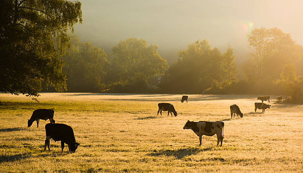 istock Sunset behind cows in the countryside 622206840