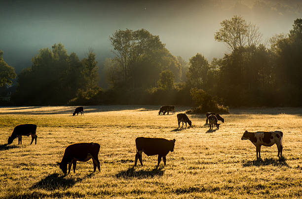 istock Sunset behind cows in the countryside 622206936