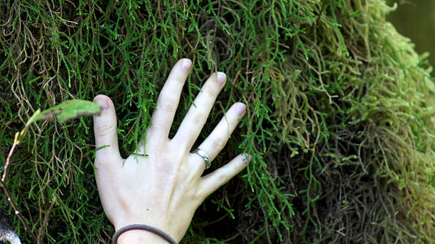 istock Hoh Rain Forest, Olympic National Park, WASHINGTON USA - October 622207052