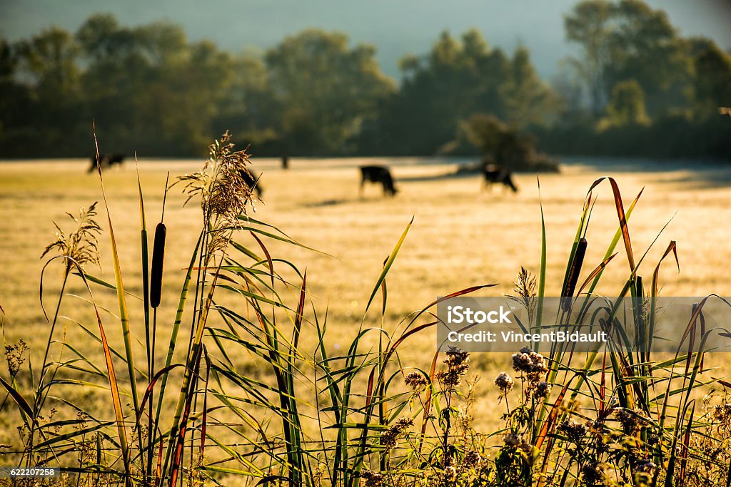 Autumn sunset, reeds and behind cows in the countryside - Royalty-free Achtergrond - Thema Stockfoto