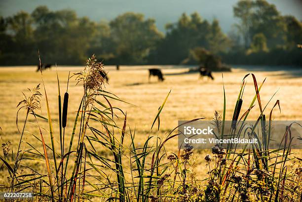 Autumn Sunset Reeds And Behind Cows In The Countryside Stockfoto en meer beelden van Achtergrond - Thema