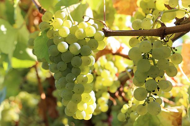 istock White grapes in the vineyard 622209124