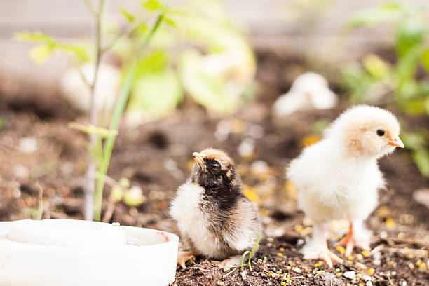 cute yellow chicken drinking water stock photo