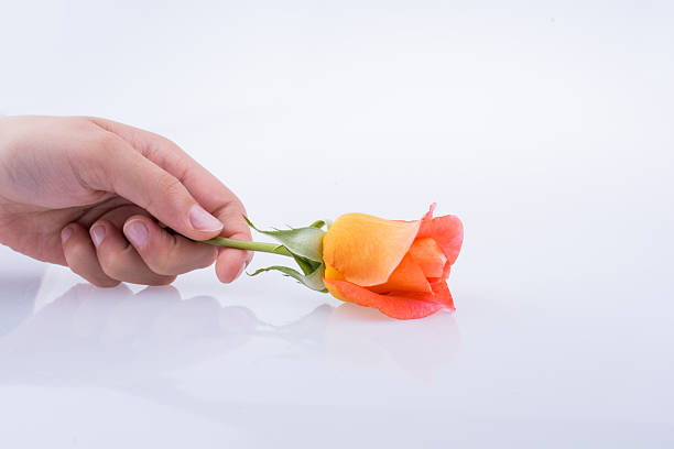 Hand holding a rose