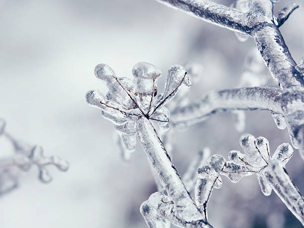 istock Branches in ice after frost rain 622211364