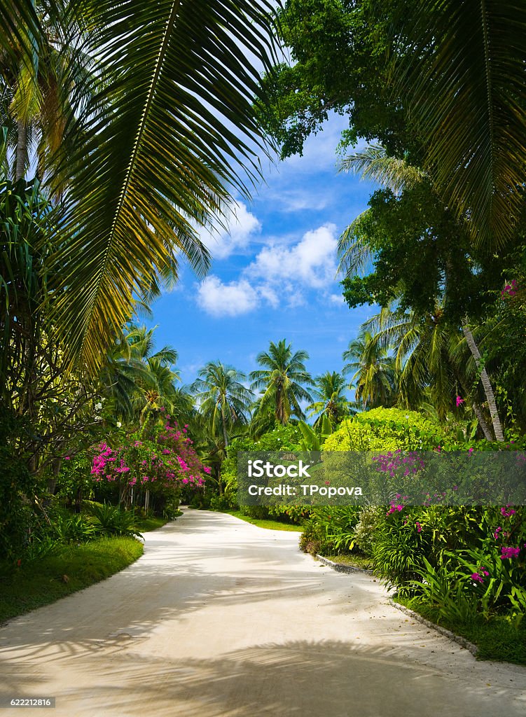 Pathway in tropical park Pathway in tropical park - abstract travel background Bush Stock Photo