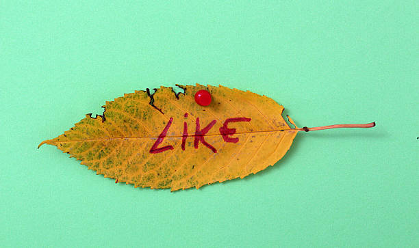 istock autumn walnut leaves with handwritten text 622214062