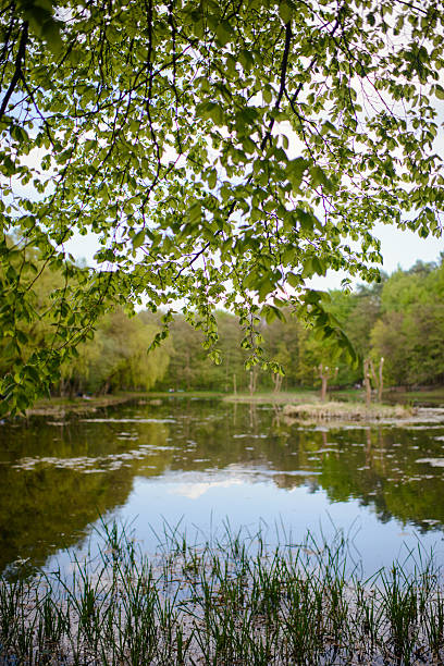Spring Park. Lake in the spring park. Spring landscape.