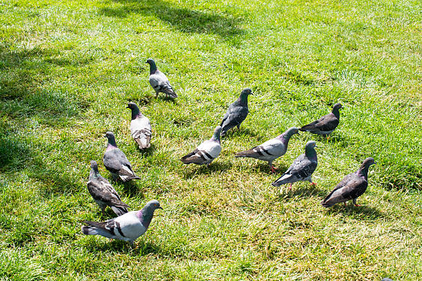 istock Beautiful pigeons on green grass 622215126