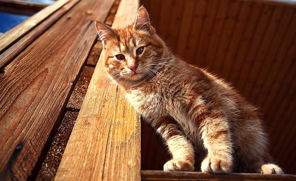 festa invernale gattino rosso - domestic cat undomesticated cat window house foto e immagini stock