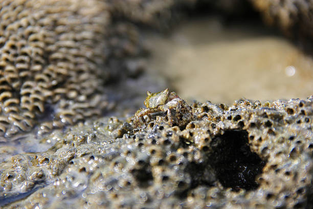 istock Crab on the rocks of a beach 622215594